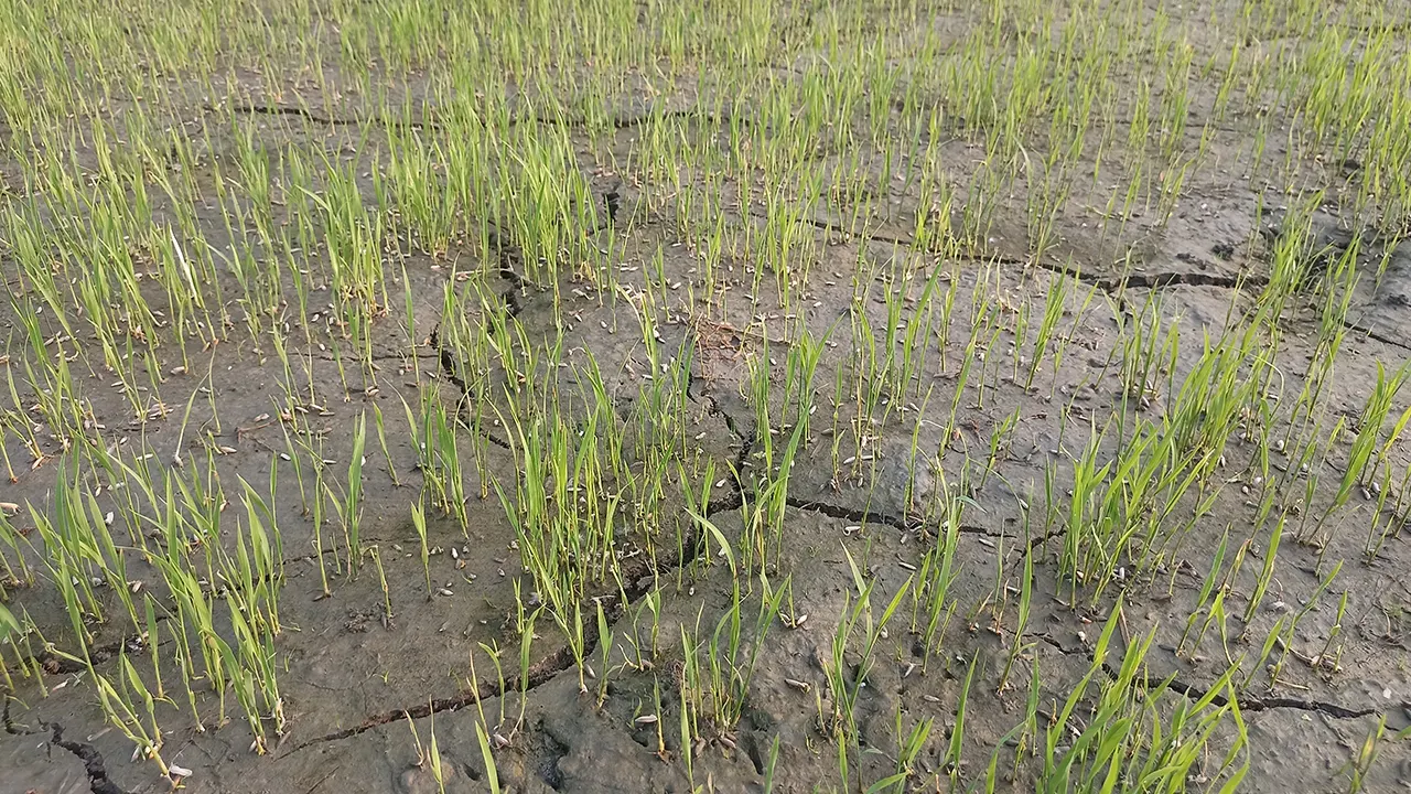 বীজতলার মাটি ফেটে চৌচির। ছবি : কালবেলা