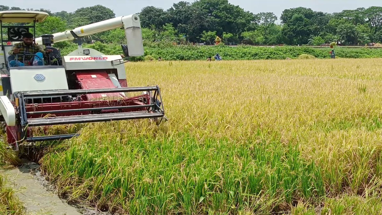 দিনাজপুরে হারভেস্টার মেশিন দিয়ে চলছে ধান কাটার কাজ। ছবি : কালবেলা