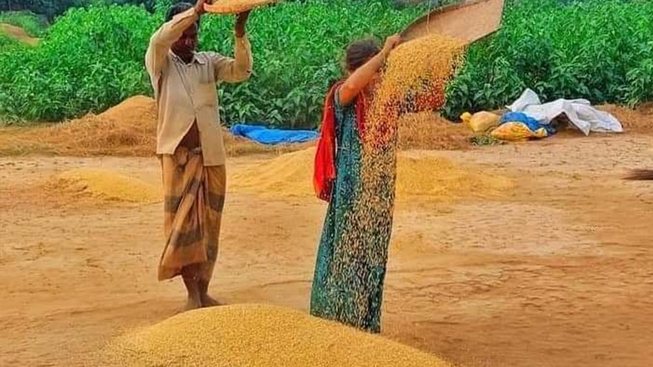 ধান মাড়াইয়ের কাজে ব্যস্ত কৃষক। ছবি : কালবেলা