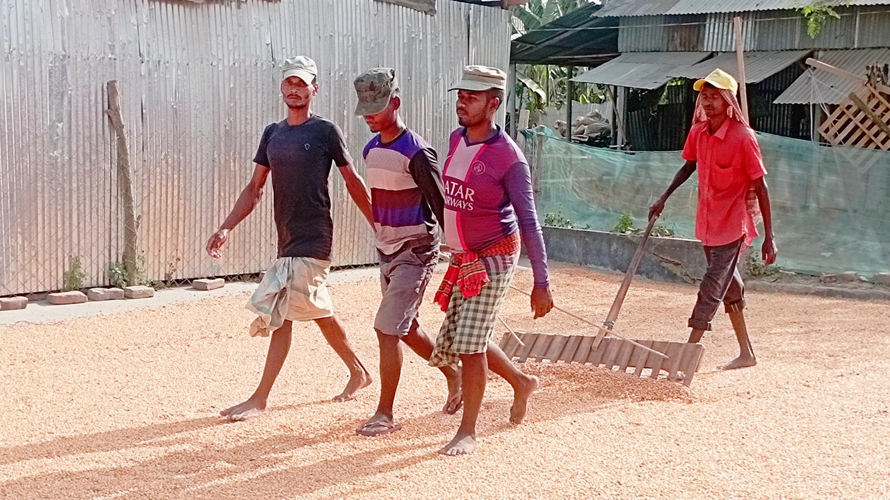 তীব্র রোদে চাতালে ভুট্টা শুকাচ্ছেন শ্রমিকরা। ছবি : কালবেলা
