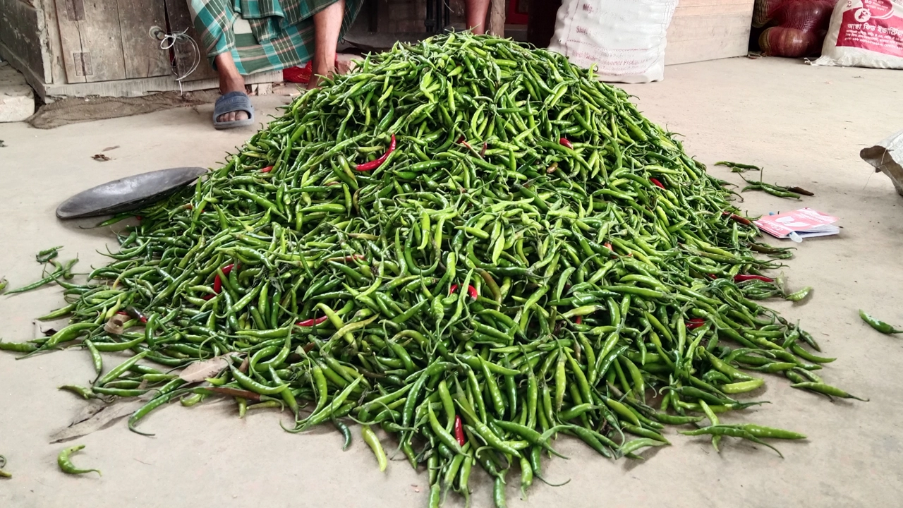 পাইকারি বাজারে বিক্রির জন্য স্তূপ করে রাখা হয়েছে মরিচ। ছবি : কালবেলা