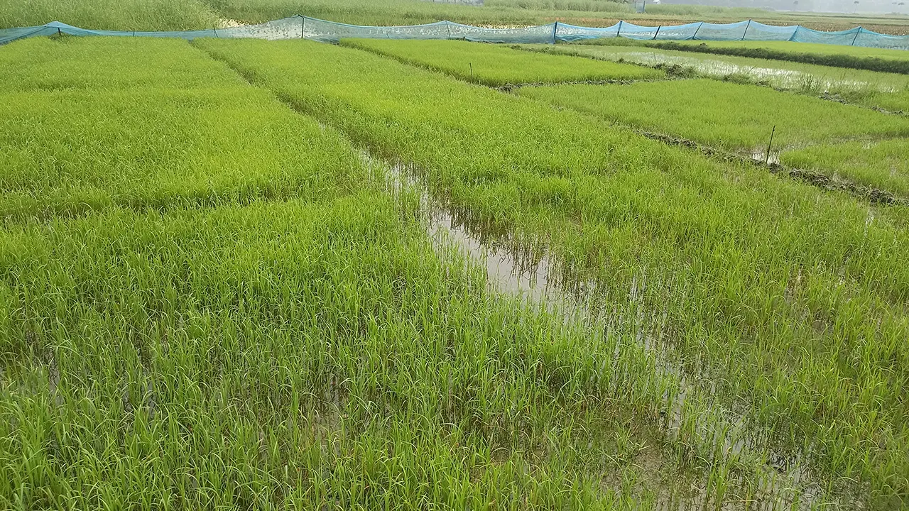 হঠাৎ বৃষ্টিতে প্রাণ ফিরে পাওয়া কুমিল্লার ব্রাহ্মণপাড়ার আউশ ধানের বীজতলা। ছবি : কালবেলা