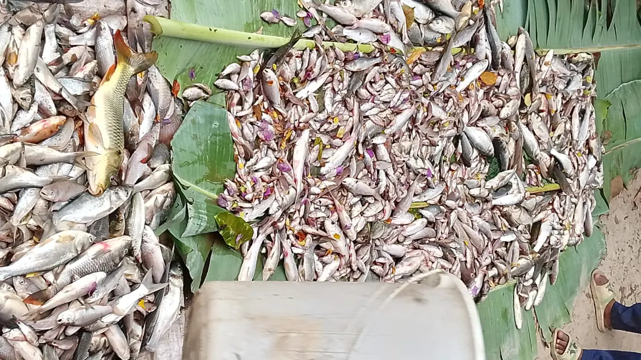 বিষাক্ত গ্যাস ট্যাবলেটের প্রভাবে মরে যাওয়া বিভিন্ন প্রজাতির মাছের খণ্ডচিত্র। ছবি : সংগৃহীত 