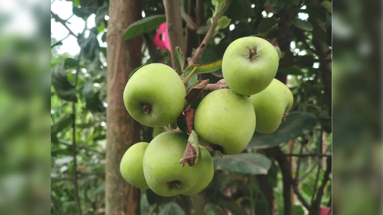 আপেল বাগান দেখতে প্রতিদিন শত শত মানুষের ভিড়