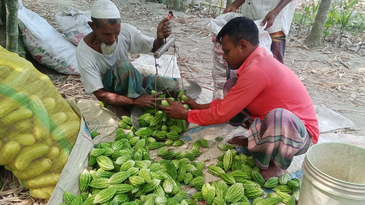 ব্যবসায়ী করলা মাপছেন। ছবি : কালবেলা
