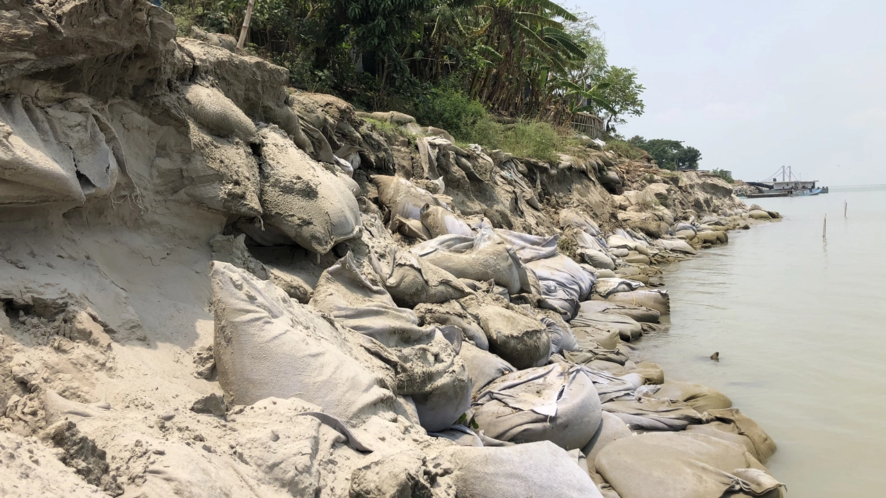 ভাঙনের কবলে রাজবাড়ীর গোয়ালন্দ অংশের পদ্মা নদীর পাড়। ছবি : কালবেলা