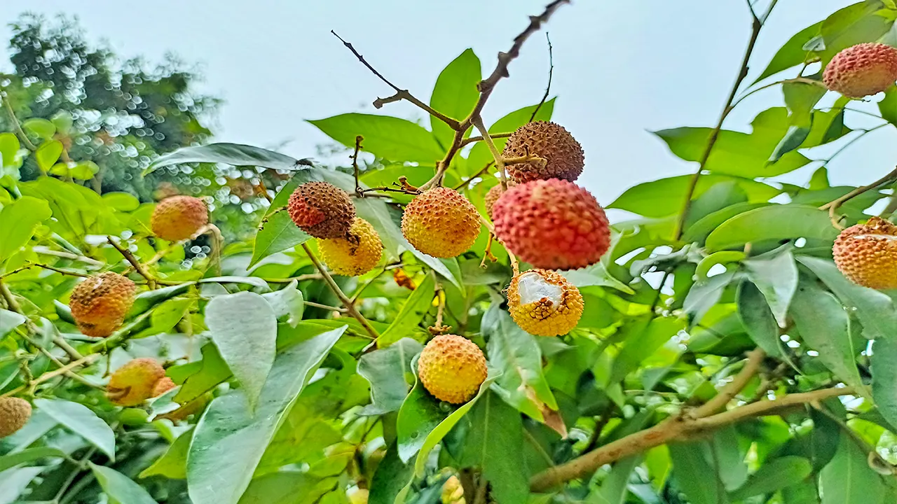 তীব্র তাপপ্রবাহের কারণে গাছেই ফেটে যাচ্ছে লিচু। ছবিটি দিনাজপুরের খানসামা উপজেলা পরিষদ চত্বর থেকে তোলা। ছবি : কালবেলা