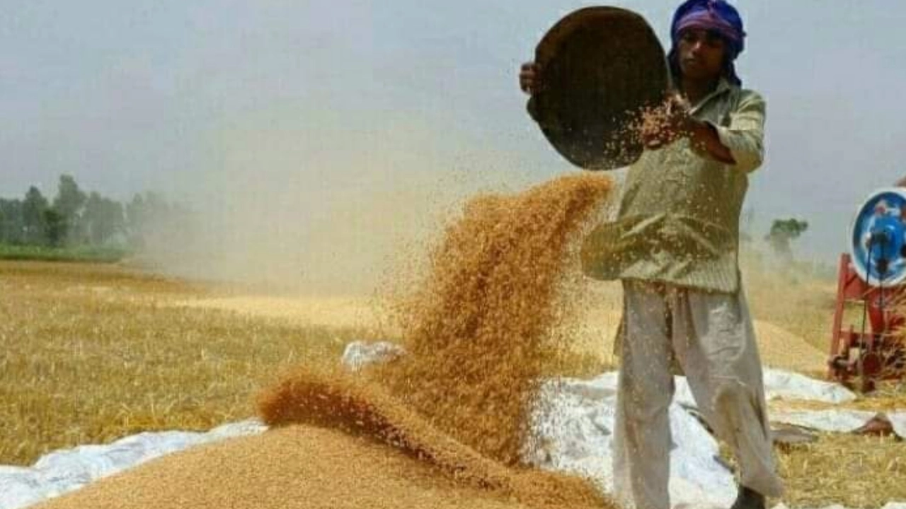 ধান মাড়াইয়ে ব্যস্ত শ্রমিকরা। ছবি : কালবেলা