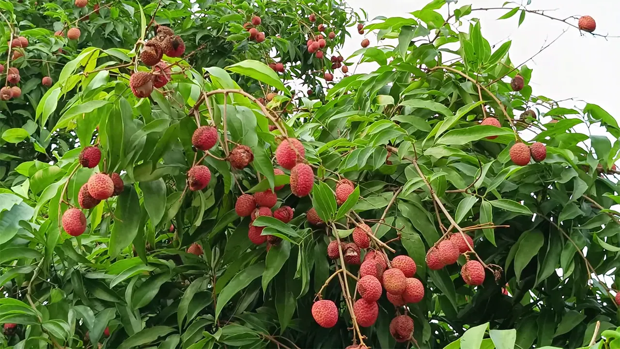 কিশোরগঞ্জের পাকুন্দিয়ার একটি বাগানের লিচু। ছবি : কালবেলা