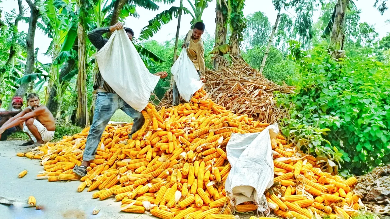 খানসামার বেলপুকুর গ্রামে রাস্তার পাশে ভুট্টার স্তূপ করছেন চাষিরা। ছবি : কালবেলা