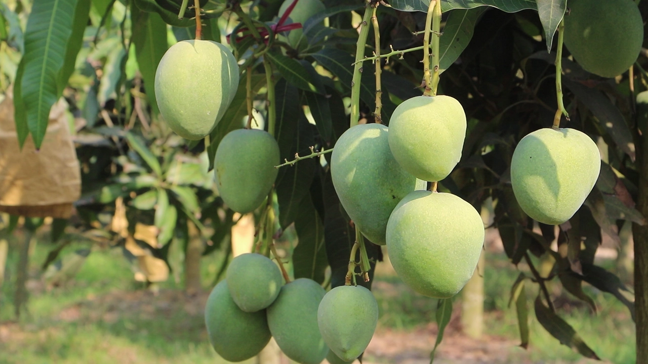 নওগাঁয় স্থানীয় একটি আম বাগানের চিত্র। ছবি : কালবেলা