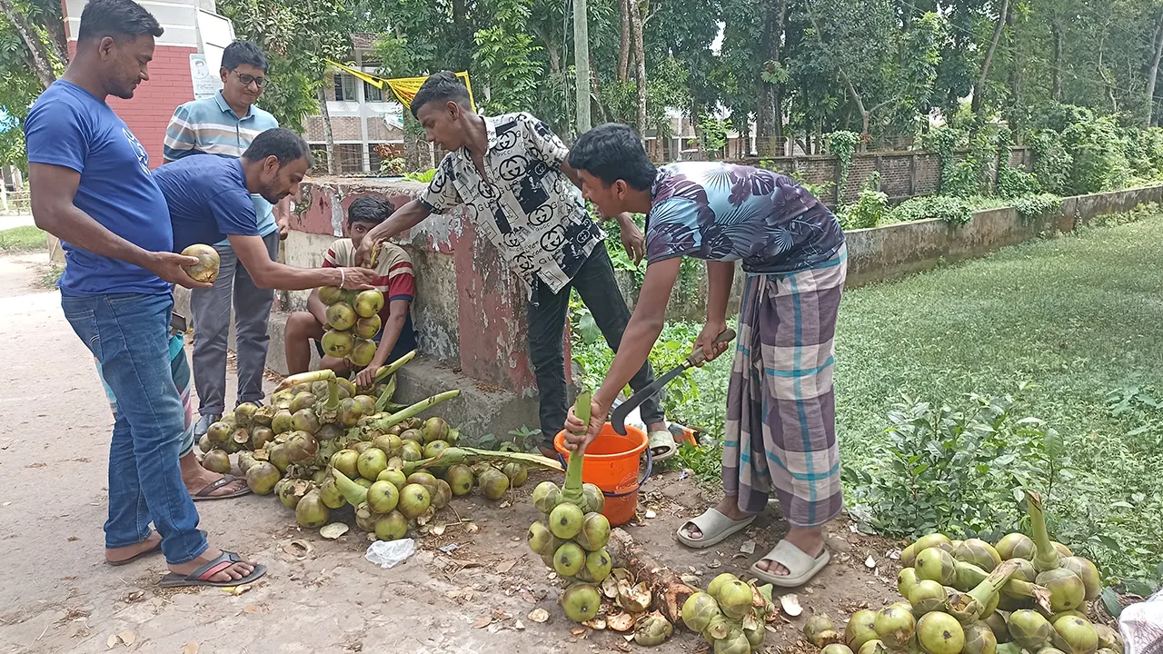চাহিদা বেড়েছে তালের শাঁসের। ছবি : কালবেলা
