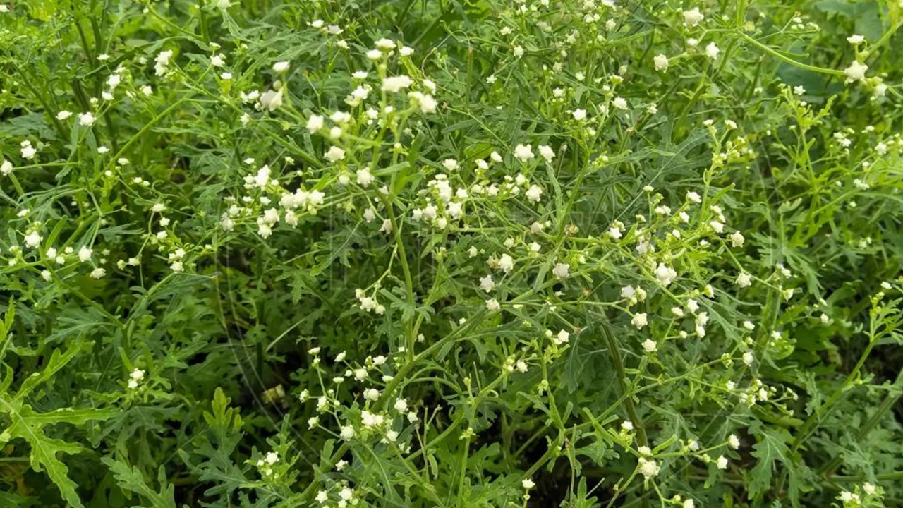 পার্থেনিয়াম গাছ। ছবি : কালবেলা