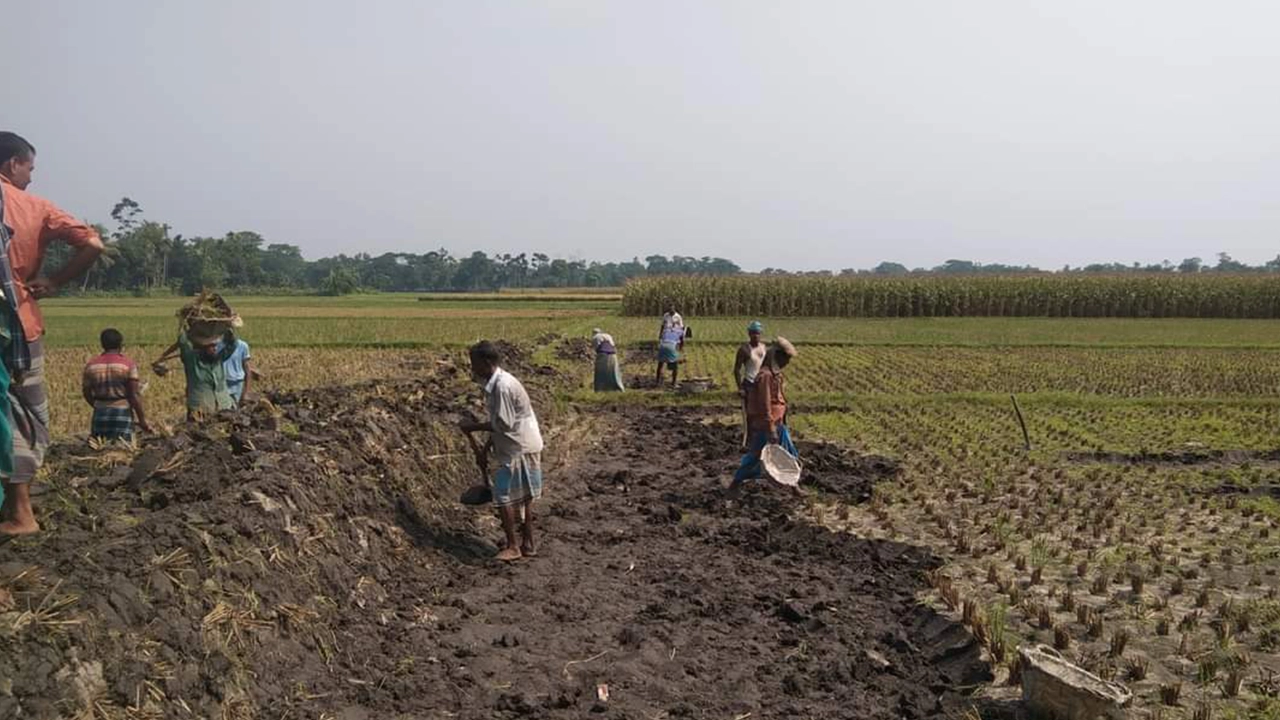 কুমিল্লার বরুড়া নিজ উদ্যোগ রাস্তা বানাচ্ছেন গ্রামবাসী। ছবি : কালবেলা