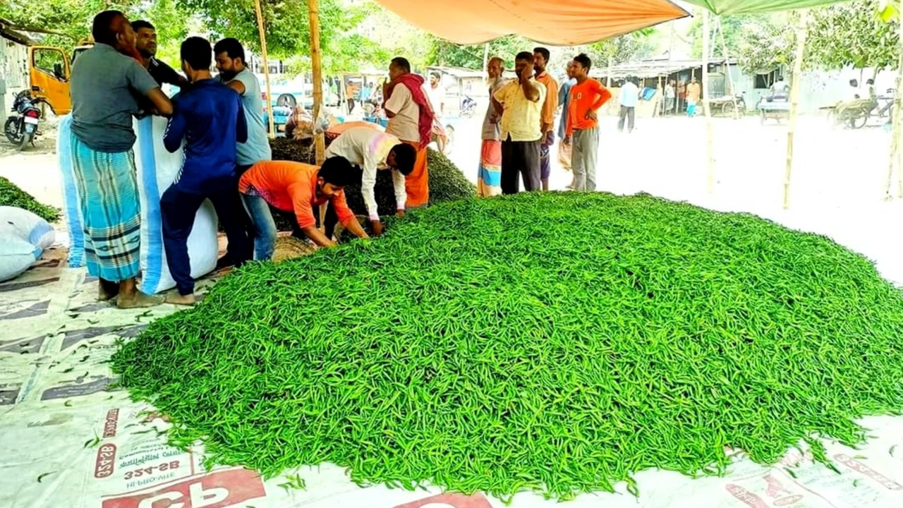 খানসামার আড়তে কাঁচামরিচের স্তূপ। পুরোনো ছবি