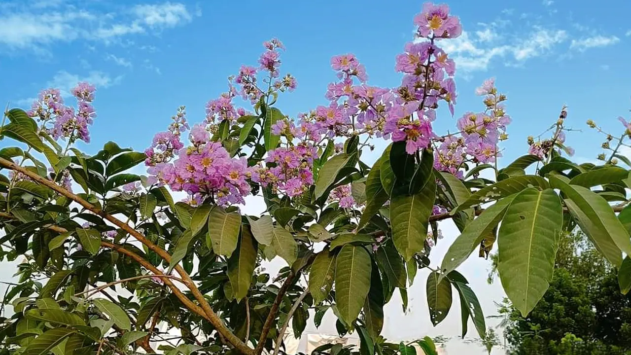 মন হরণ করা জারুল ফুল। ছবি : কালবেলা