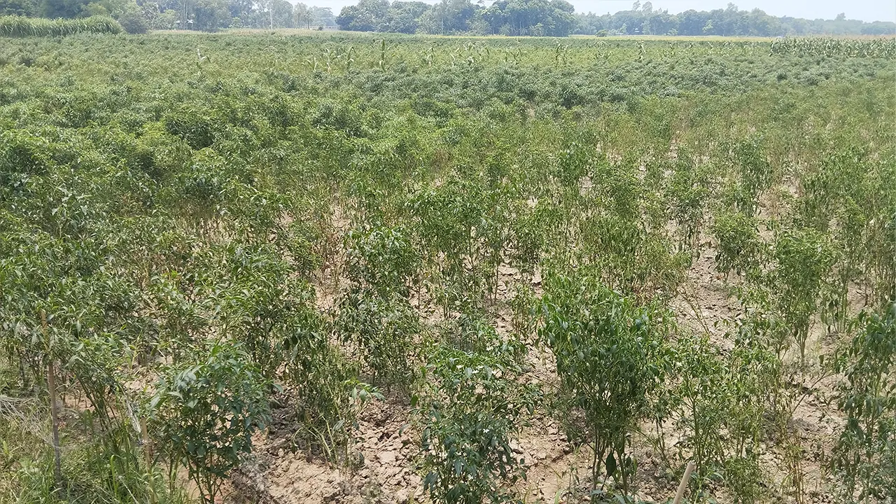 মানিকগঞ্জের হরিরামপুরে একটি কাঁচা মরিচের ক্ষেত। ছবি : কালবেলা