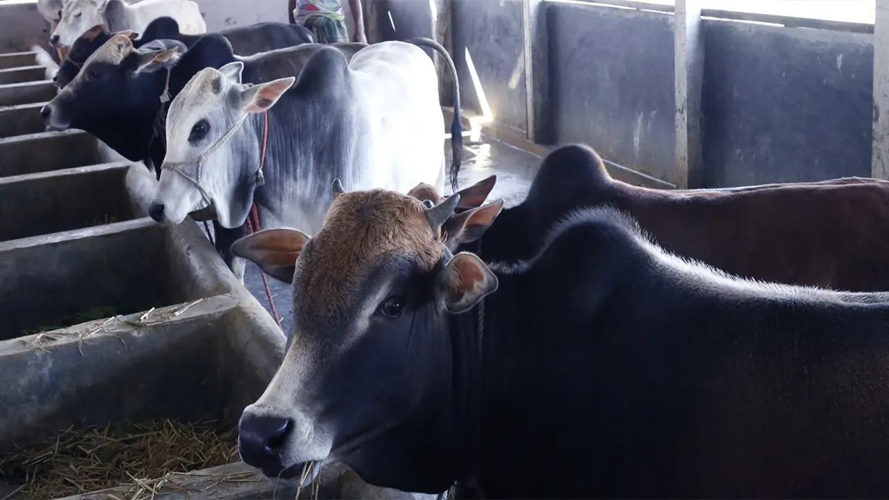 খামারে গরু পালন। ছবি : কালবেলা
