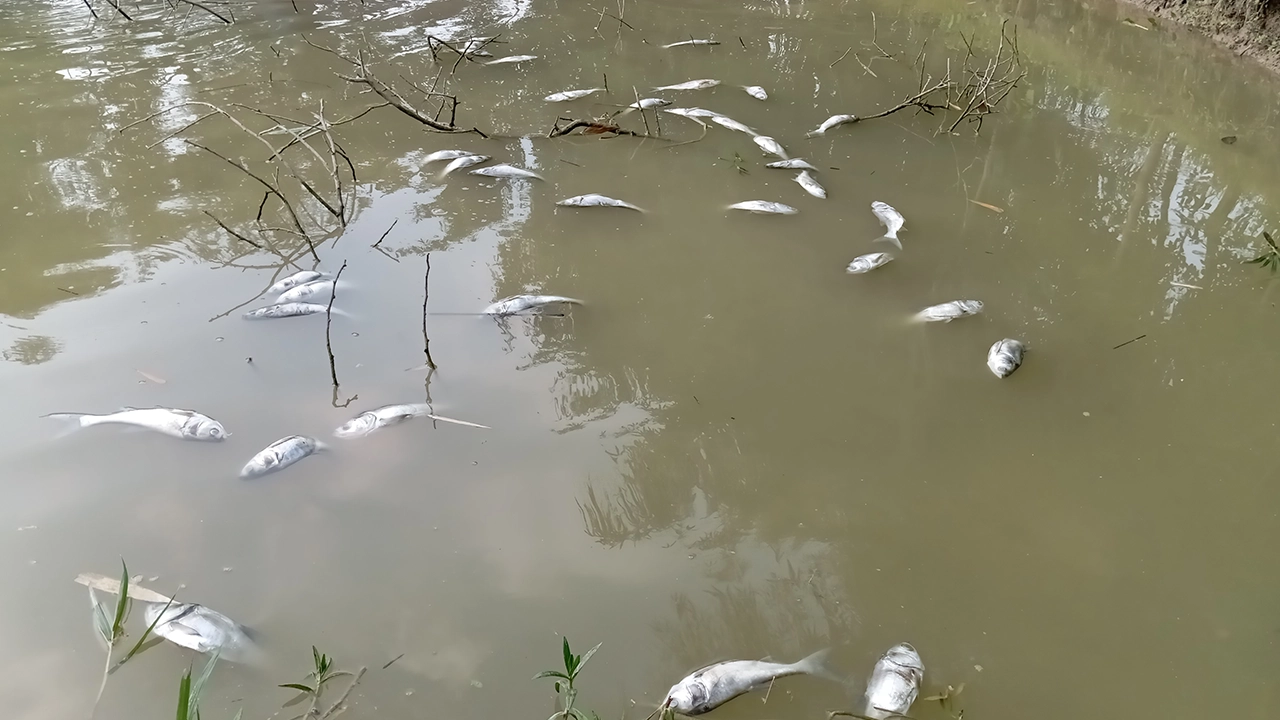 পুকুরে বিষপ্রয়োগে মারা গেছে মাছ। ছবি : কালবেলা
