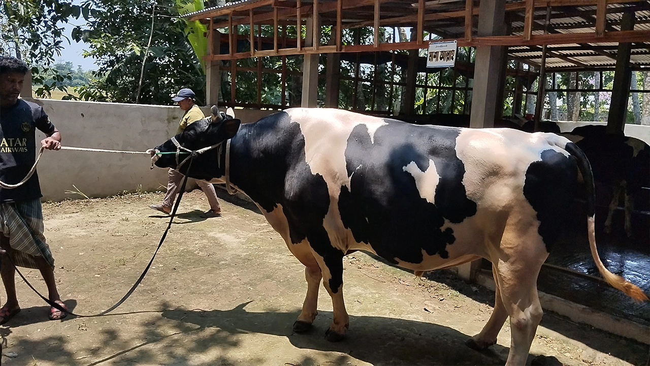 হলিস্টিয়ান ফ্রিজিয়ান জাতের গরু ‘সর্দার’। ছবি : কালবেলা