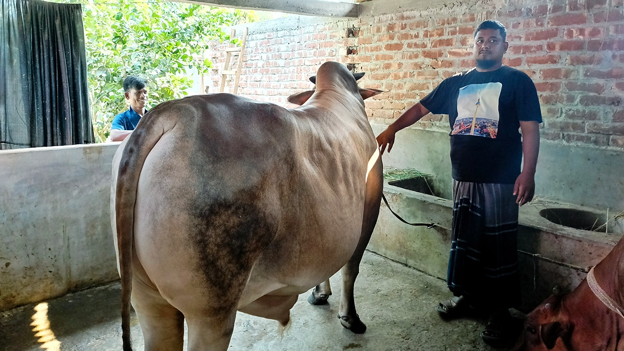 দিনাজপুরের খানসামায় কোরবানি ঈদের জন্য প্রস্তুত করা হচ্ছে ‘যুবরাজকে’। ছবি : কালবেলা