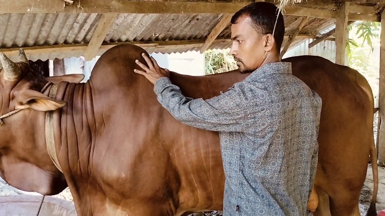চট্টগ্রামের সন্দ্বীপের ‘বীর বাহাদুর’। ছবি : কালবেলা