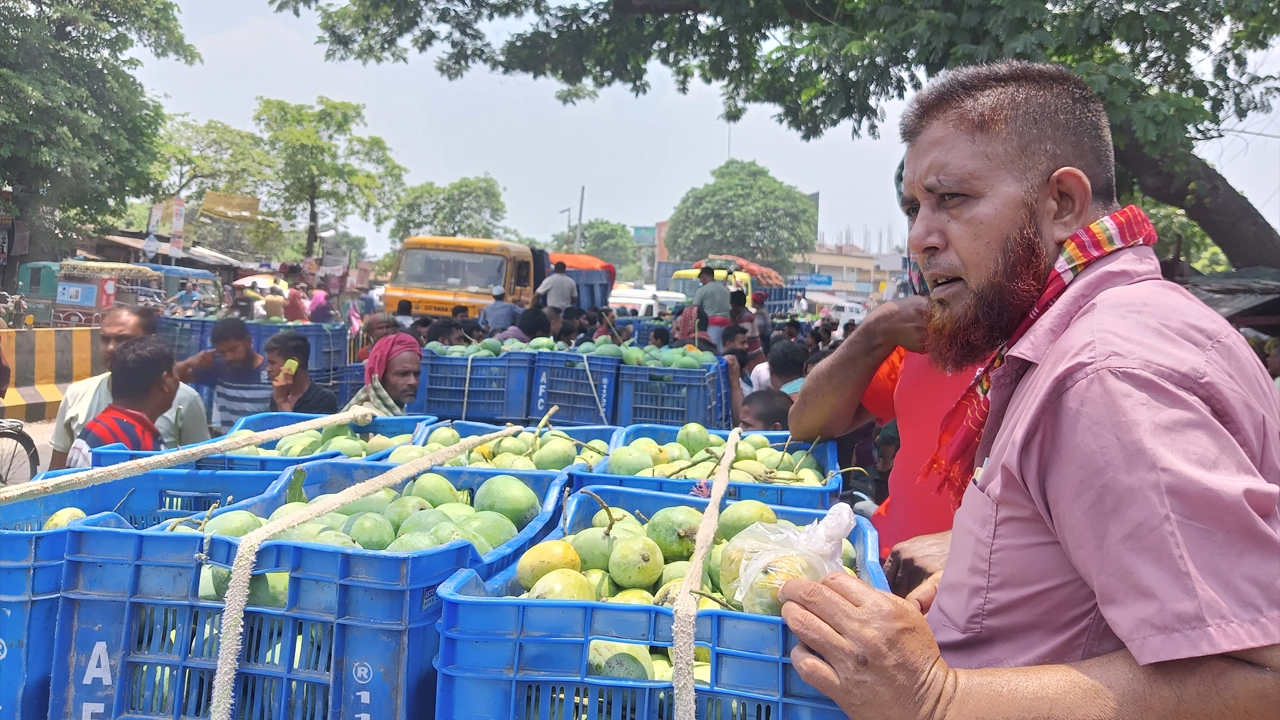 উত্তরাঞ্চলের সবচেয়ে বড় আমের হাট রাজশাহীর বানেশ্বর হাটে উঠেছে গোপালভোগ আম। ছবি : কালবেলা