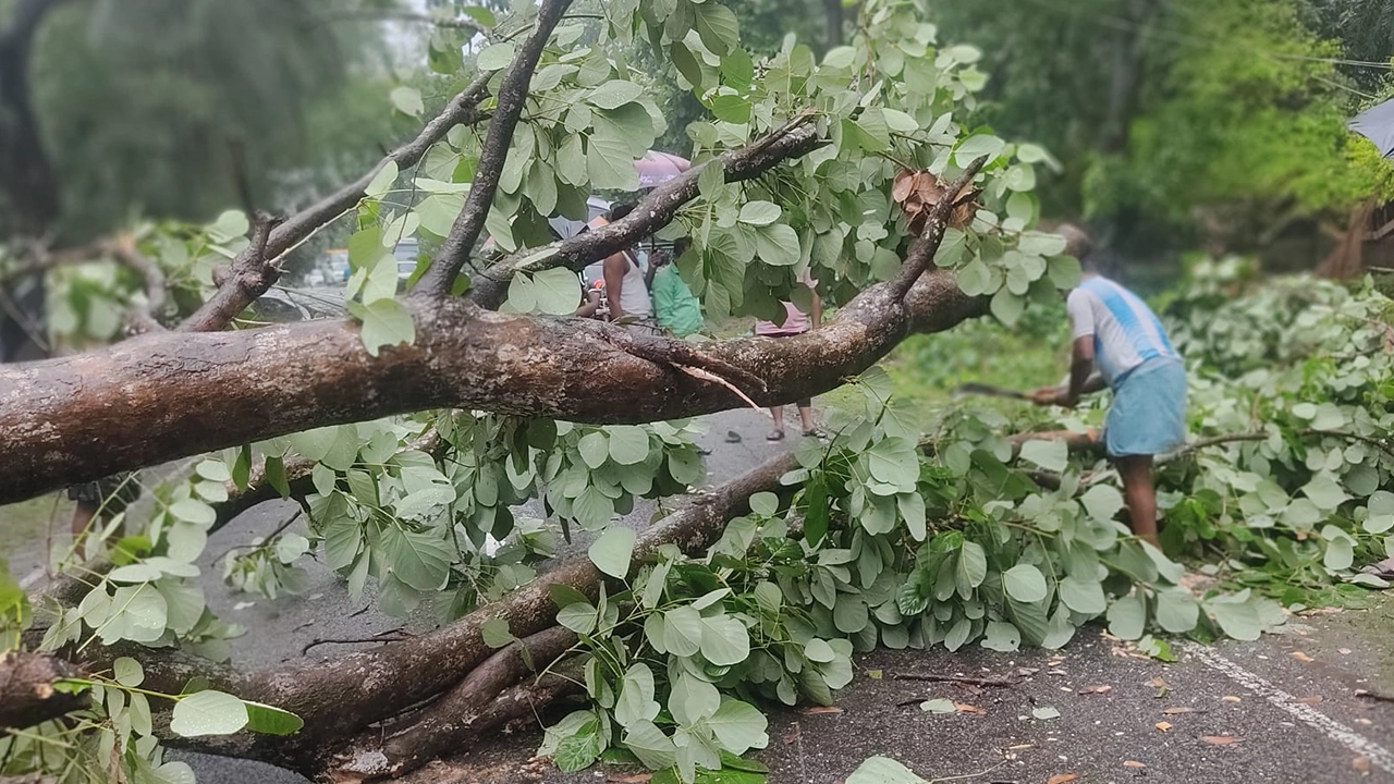 মেরিন ড্রাইভ সড়কে ভেঙে পড়া গাছ সরানোর চেষ্টা চলছে। ছবি : কালবেলা