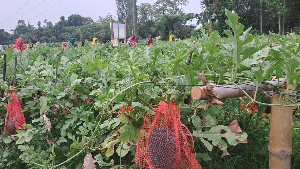 জারহাট উপজেলার রাজমিস্ত্রী শফিকুল ইসলাম স্বপনের স্ত্রী লাভলী বেগমের বেবী তরমুজের ক্ষেত। ছবি : কালবেলা
