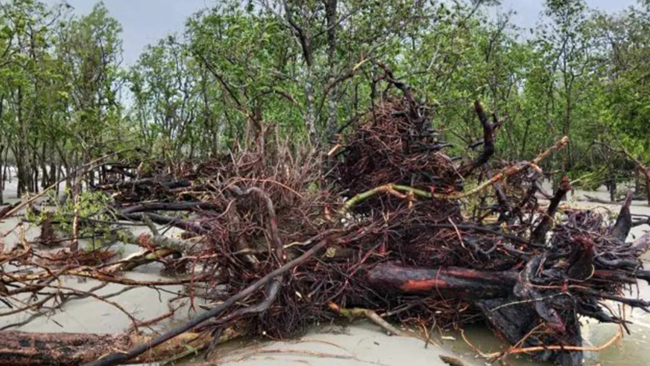 ছবি : সংগৃহীত