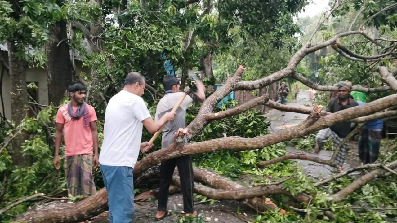 ঘূর্ণিঝড় রিমালের তাণ্ডবে লন্ডভন্ড গাছপালা। ছবি : কালবেলা
