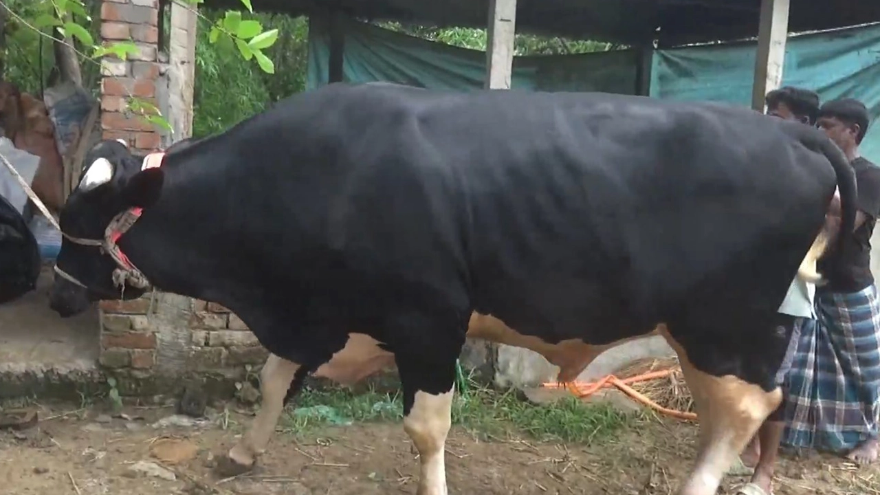 কোরবানির হাট মাতাতে প্রস্তুত গাজীপুরের ‘জায়েদ খান’। ছবি : কালবেলা