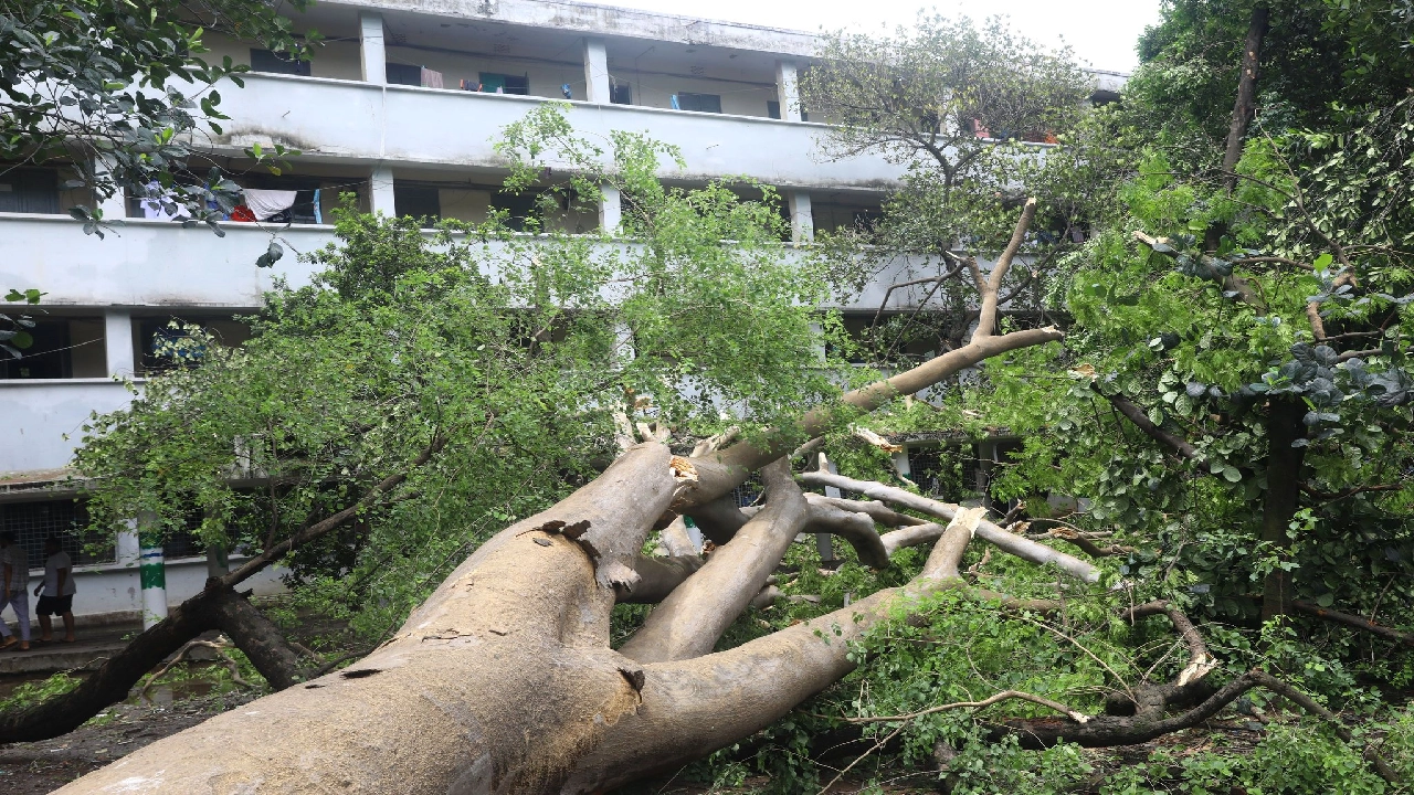 ঘূর্ণিঝড় রিমালে ডিএসসিসি এলাকায় উপড়ে পড়া গাছ। ছবি : কালবেলা