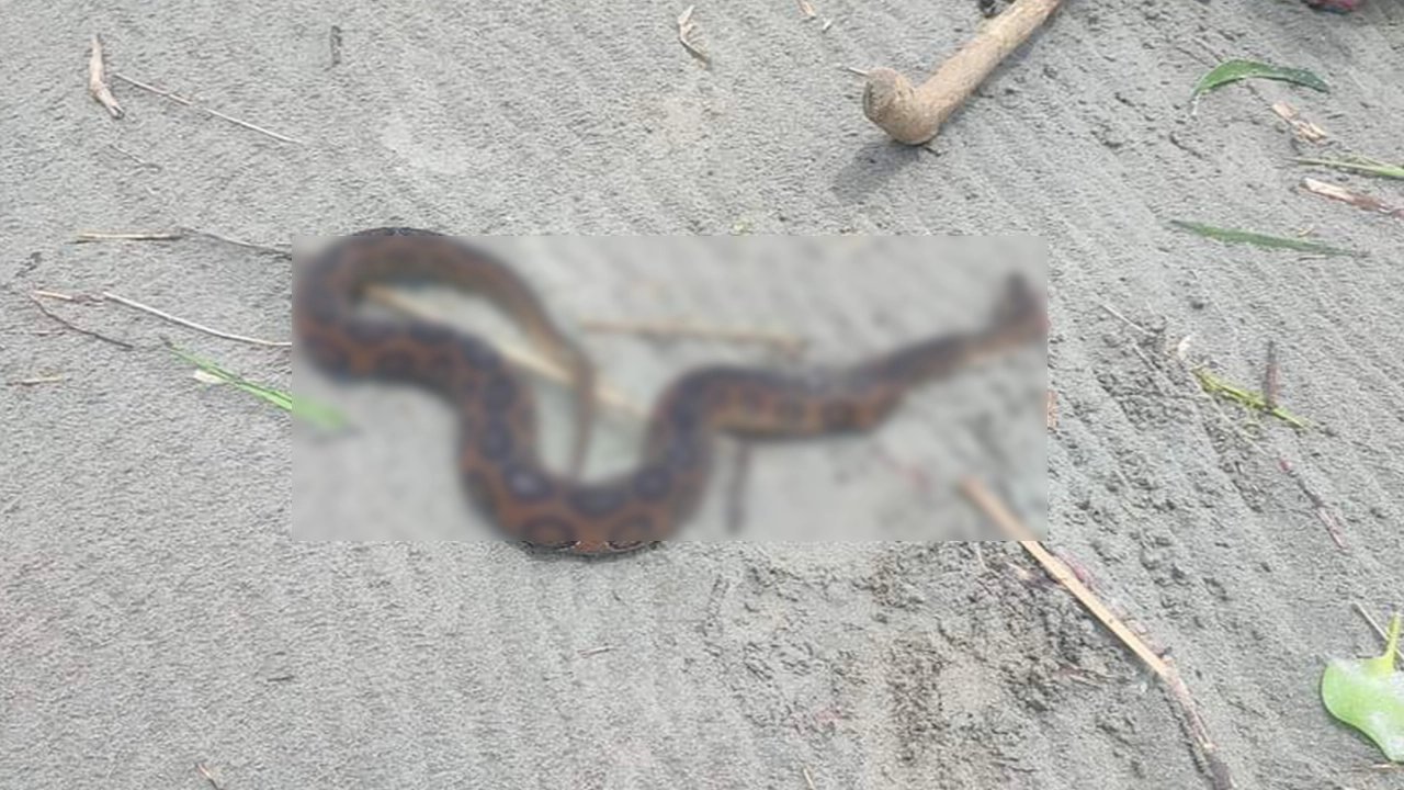 চাঁদপুরের মতলব উত্তরে ফের ভয়ংকর রাসেল ভাইপার (চন্দ্রবোড়া) সাপ উদ্ধার। ছবি : কালবেলা
