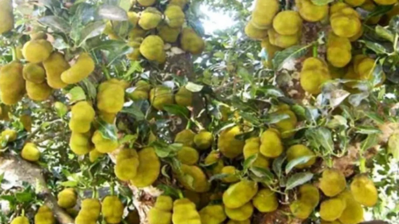 কুমিল্লা লালমাই পাহাড়ে এভাবেই ঝাঁকে ঝাঁকে ঝুলে আছে সুমিষ্ট কাঁঠাল। ছবি : কালবেলা