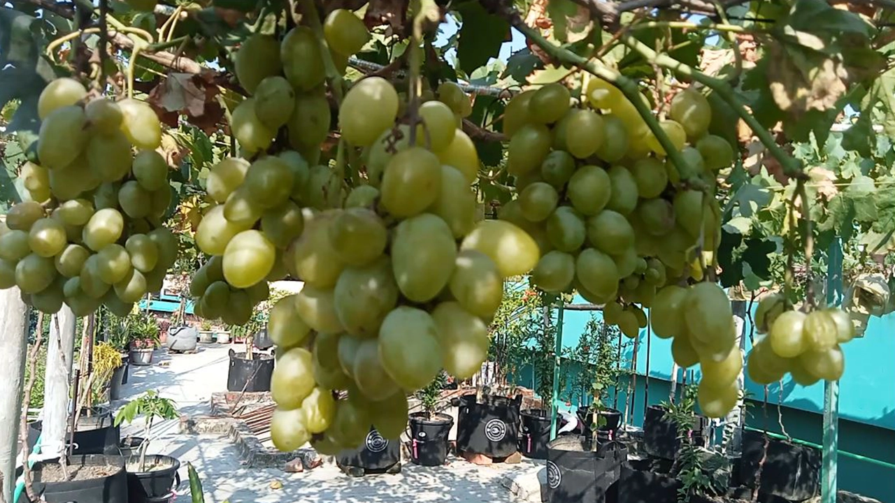 চট্টগ্রামের সীতাকুণ্ডে ছাদবাগানে আঙুর চাষ। ছবি : কালবেলা