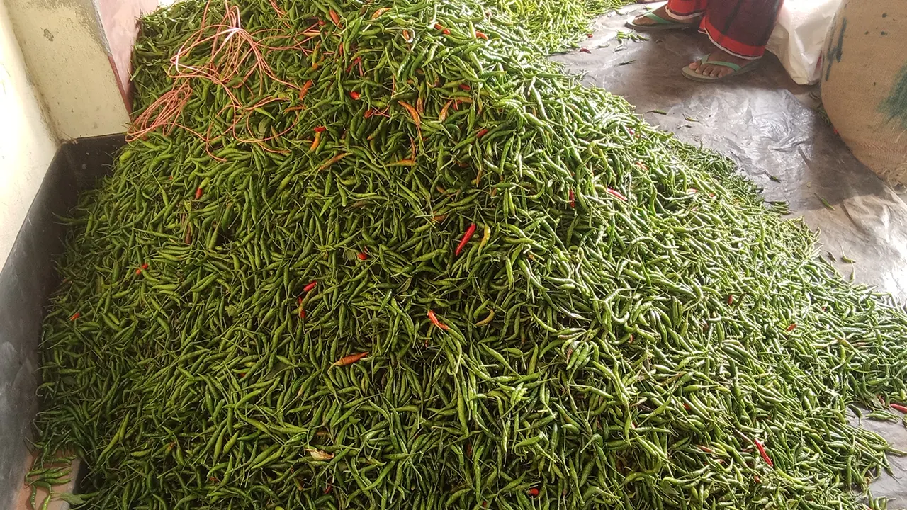 উপজেলার শিয়ালখোওয়া কাঁচামরিচের বাজার। ছবি : কালবেলা