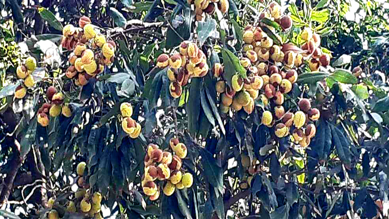 কালচে হয়ে ফেটে নষ্ট হয়ে যাচ্ছে লিচু। ছবি : কালবেলা