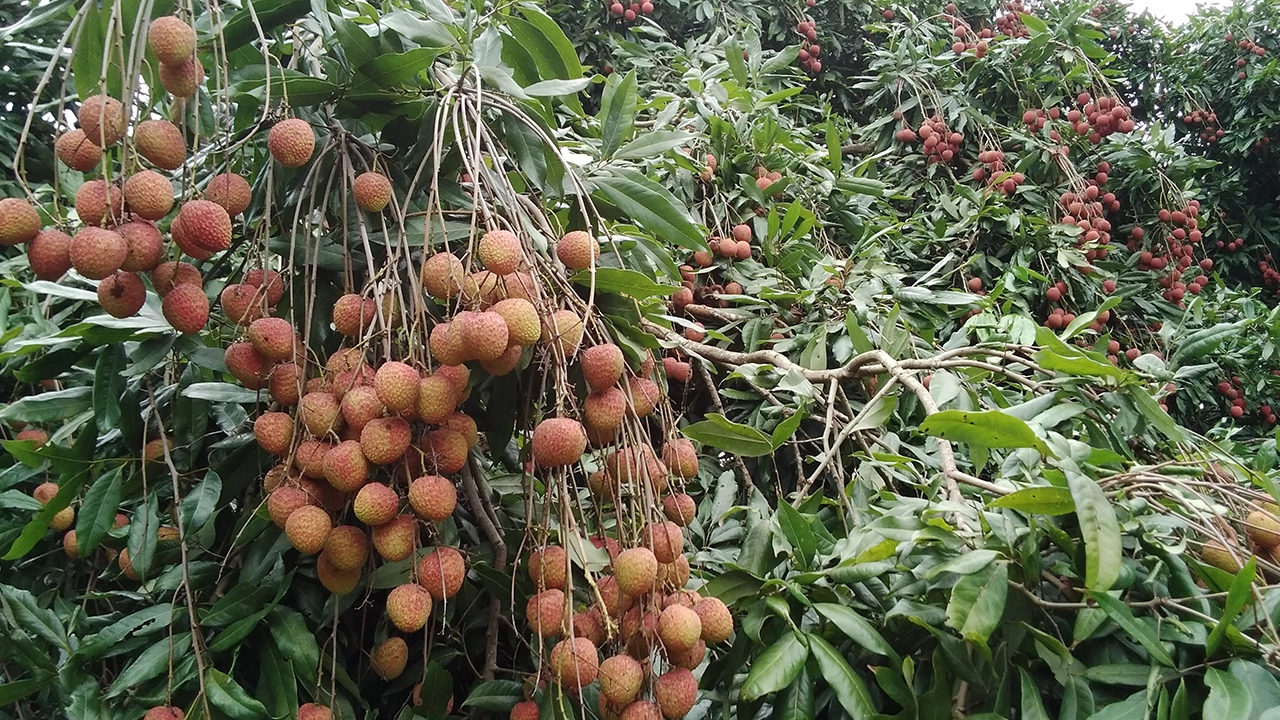 পাবনার চাটমোহরে লিচু বাগান। ছবি : কালবেলা