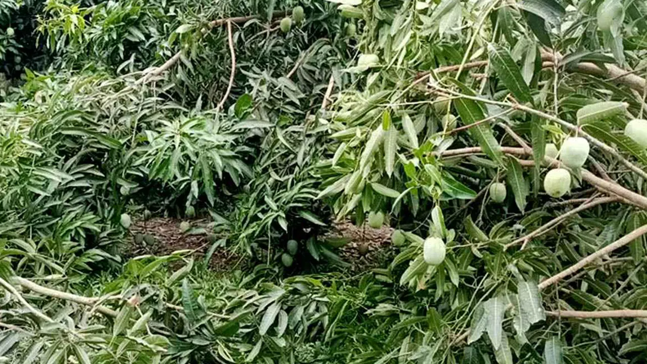 ঘূর্ণিঝড় রিমালের তাণ্ডবে সাতক্ষীরায় আম চাষিদের ব্যাপক ক্ষয়ক্ষতি। ছবি : সংগৃহীত