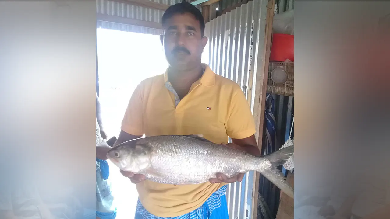 পদ্মায় ধরা পড়া রূপালি ইলিশ। ছবি : কালবেলা