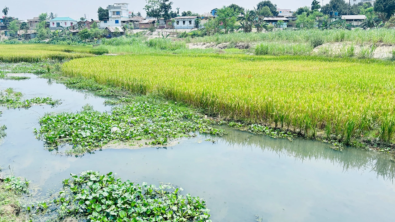 ঠাকুরগাঁওয়ের স্থানীয় একটি নদী। ছবি : কালবেলা