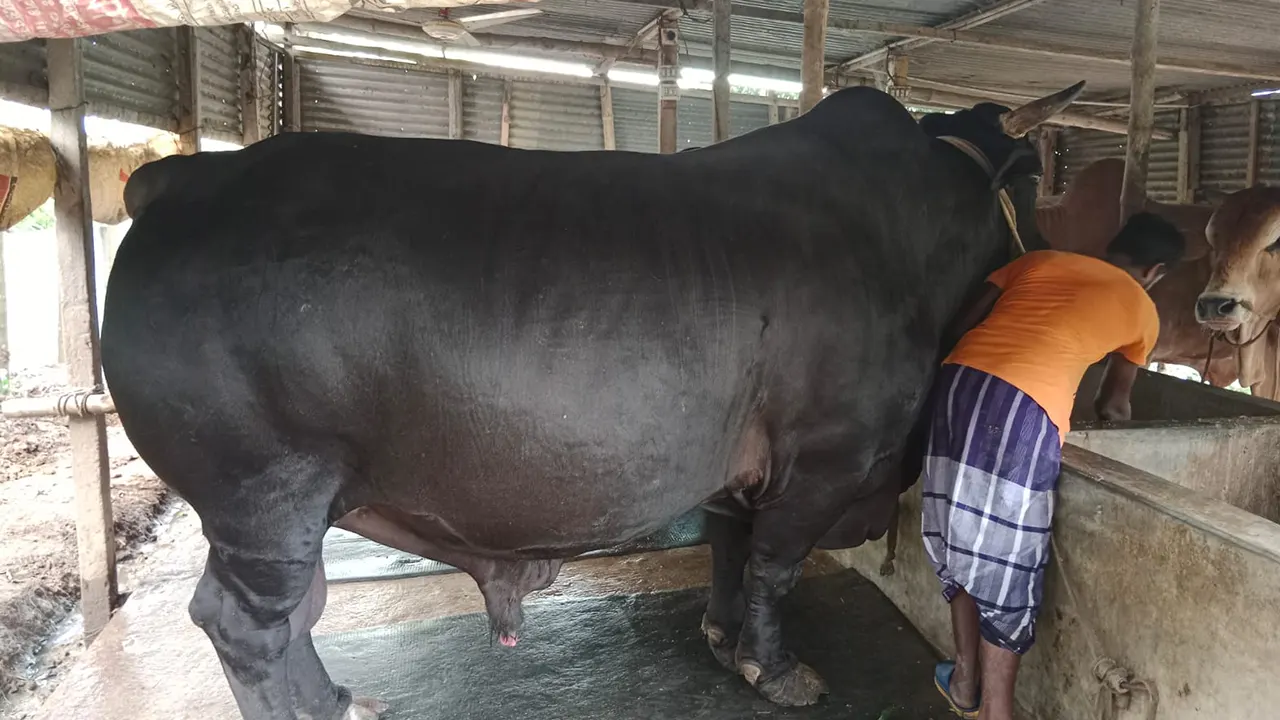 সিরাজগঞ্জের ষাঁড় ‘কালা মানিক’। ছবি : কালবেলা