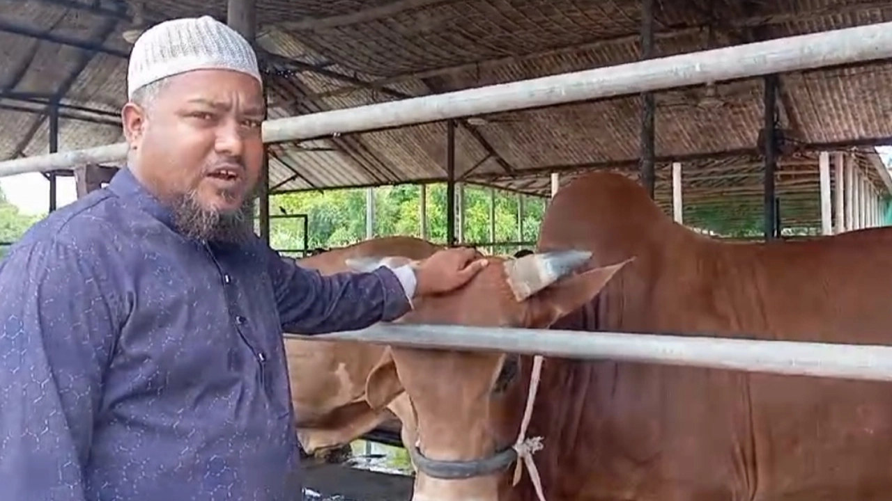 গবাদিপশুর দেখাশোনা করছেন উসামা এগ্রো ফার্মের ম্যানেজার মো. তায়েব। ছবি : কালবেলা