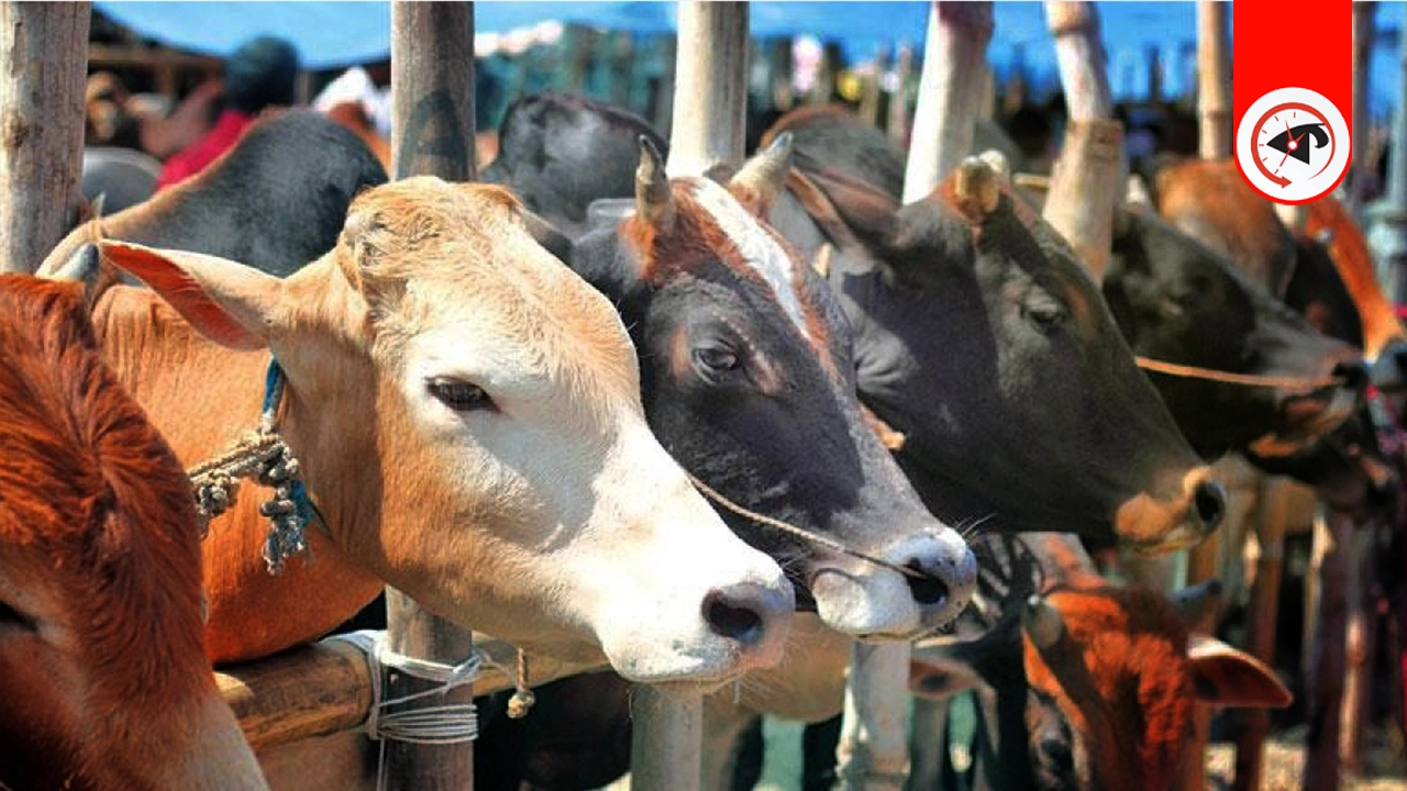 কোরবানির পশু জবাই করার দোয়া ও পদ্ধতি