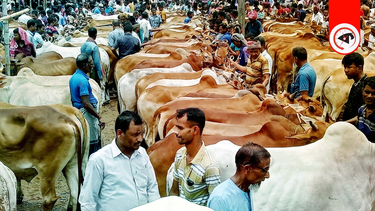 কোন কোন পশু কোরবানি দেওয়া যায়