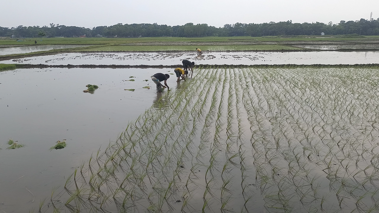 জমিতে পানি জমায় ধান রোপণে ব্যস্ত কুমিল্লার ব্রাহ্মণপাড়ার কৃষকরা। ছবি : কালবেলা
