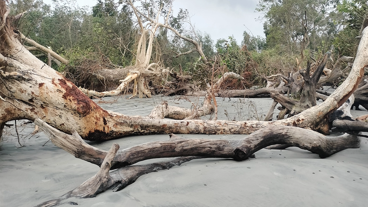 ঘূর্ণিঝড় রিমালে উপড়ে পড়েছে কুয়াকাটা সৈকতের পাশের গাছ। ছবি : কালবেলা