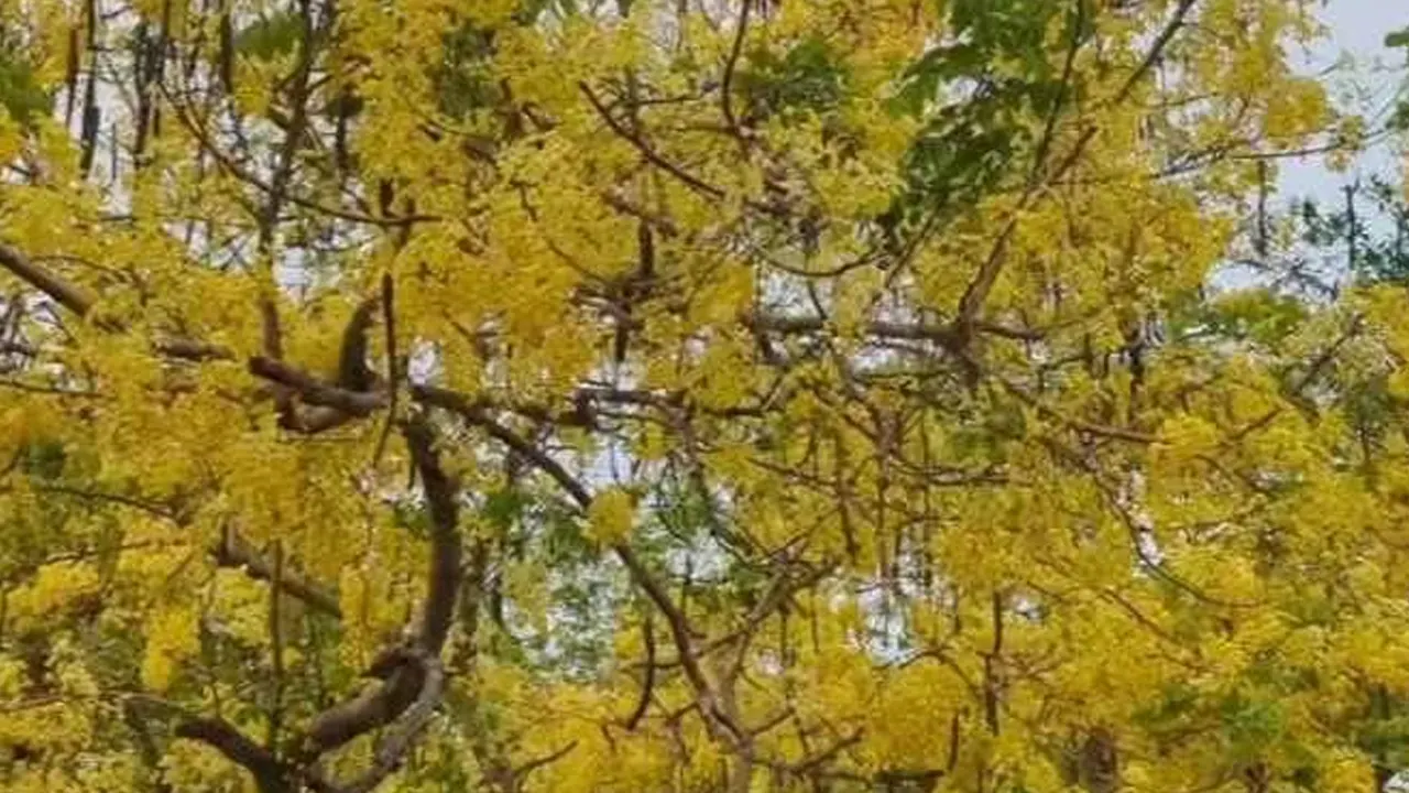 সোনারাঙা ফুলে সেজেছে সোনালুগাছ। ছবি : কালবেলা