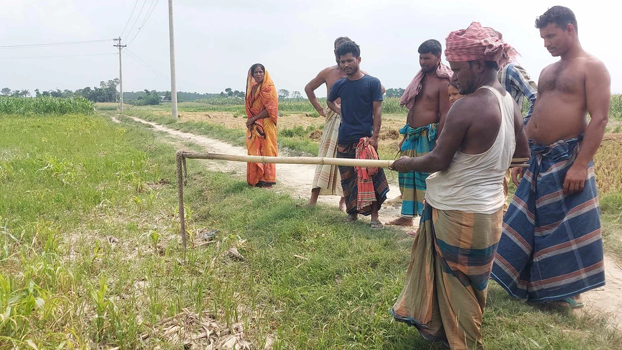 মানিকগঞ্জের হরিরামপুরের দুর্গম চরাঞ্চলে রাসেল ভাইপার। ছবি : কালবেলা